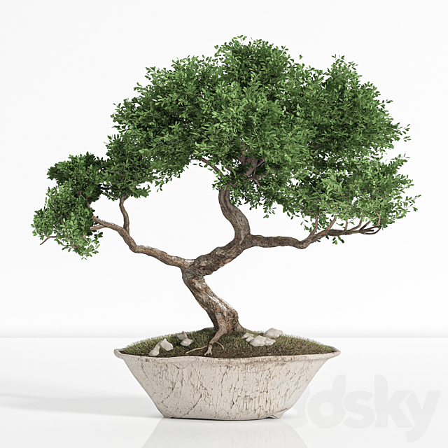 plant bonsai02 3DSMax File - thumbnail 1