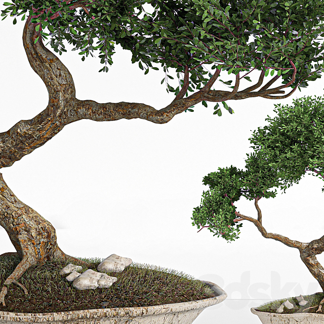 plant bonsai02 3DSMax File - thumbnail 2