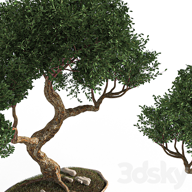 plant bonsai02 3DSMax File - thumbnail 3