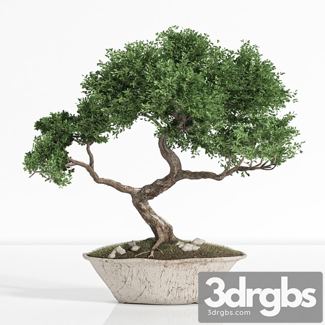 Plant bonsai02 - thumbnail 1