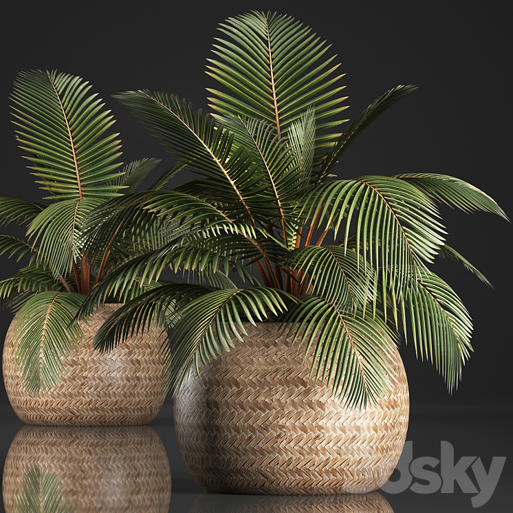 Plant Coconut palm 340. Small palm basket rattan indoor interior eco design natural decor 3DS Max - thumbnail 1