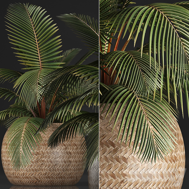 Plant Coconut palm 340. Small palm basket rattan indoor interior eco design natural decor 3DS Max - thumbnail 2