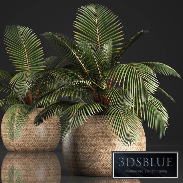 Plant Coconut palm 340. Small palm basket rattan indoor interior eco design natural decor 3DS Max - thumbnail 3