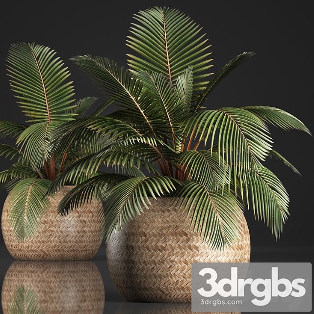 Plant coconut palm 340. small palm, basket, rattan, indoor, interior, eco design, natural decor - thumbnail 1