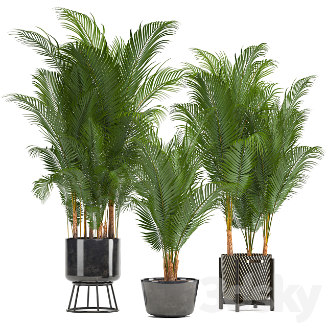 Plant Collection 216. Howea Forsteriana. Palm Tree. Basket. Black Pot ...