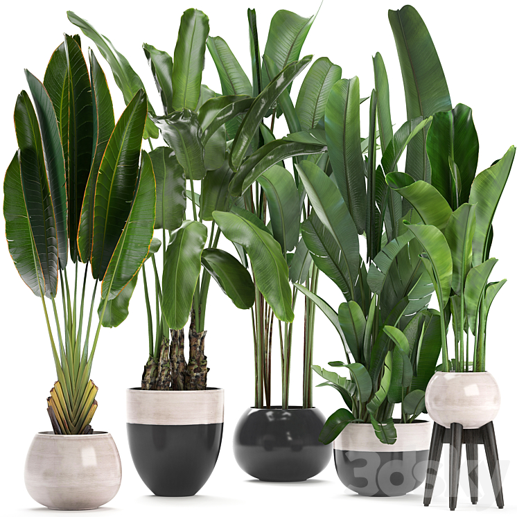 Plant collection 238. A set of palm trees banana strelitzia ravenala indoor plants flowerpot pot bushes exotic stylish luxury decor eco design 3DS Max - thumbnail 1