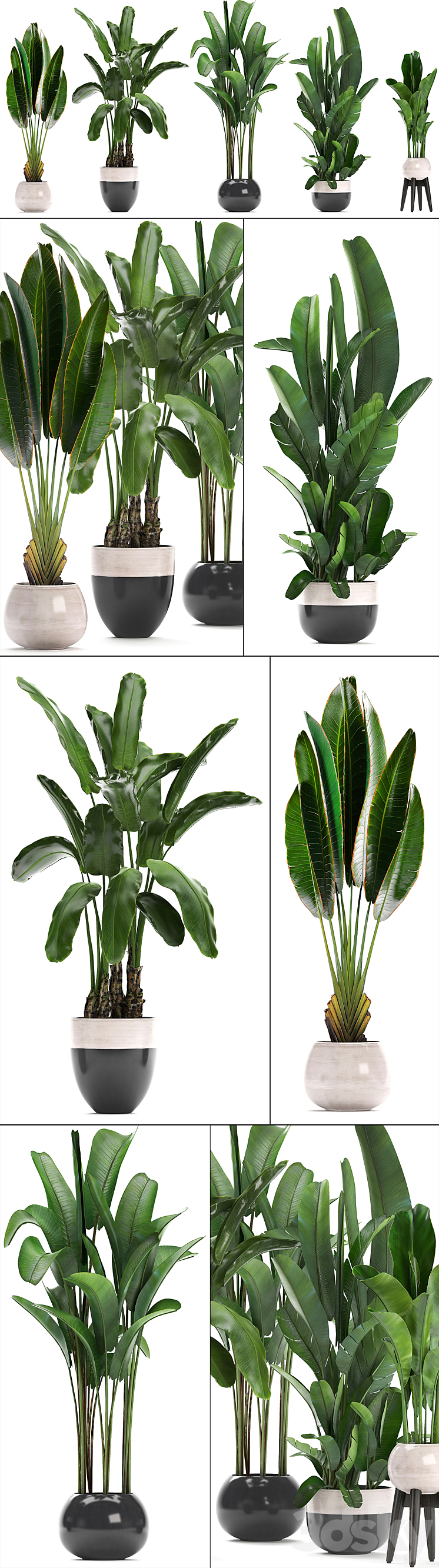 Plant collection 238. A set of palm trees banana strelitzia ravenala indoor plants flowerpot pot bushes exotic stylish luxury decor eco design 3DS Max - thumbnail 2