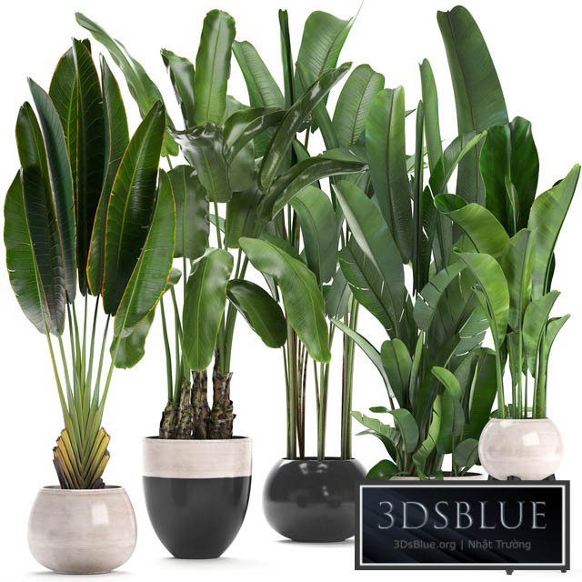 Plant collection 238. A set of palm trees banana strelitzia ravenala indoor plants flowerpot pot bushes exotic stylish luxury decor eco design 3DS Max - thumbnail 3