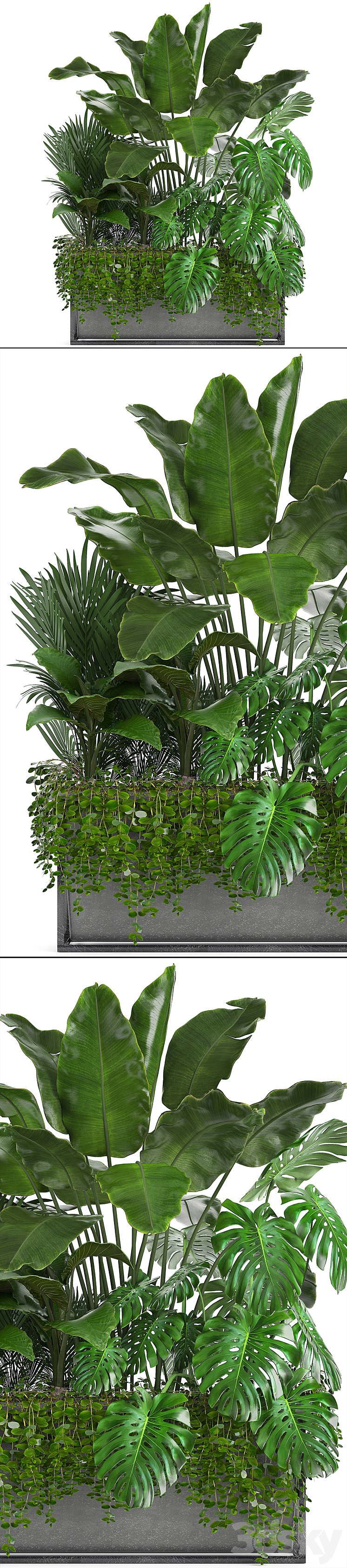 Plant collection 244. Thickets monstera banana howea palm tree bushes exotic plants flowerpot strelitzia jungle bushes 3DS Max - thumbnail 2