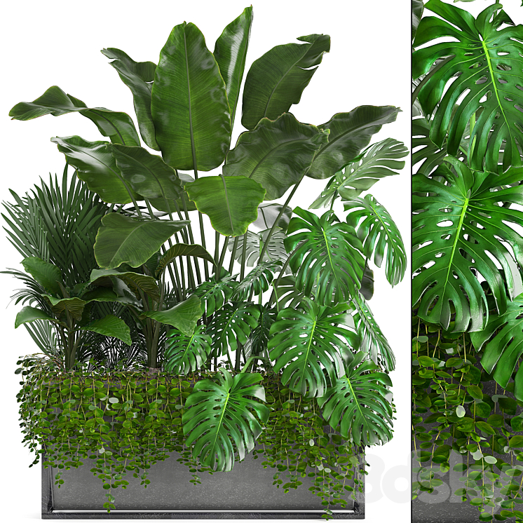 Plant collection 244. Thickets monstera banana howea palm tree bushes exotic plants flowerpot strelitzia jungle bushes 3DS Max - thumbnail 1