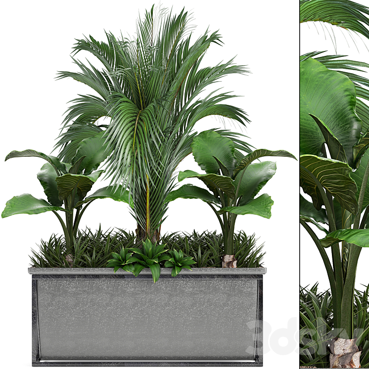 Plant collection 245. Interior palm tree bushes thickets pot alocasia 3DS Max - thumbnail 1