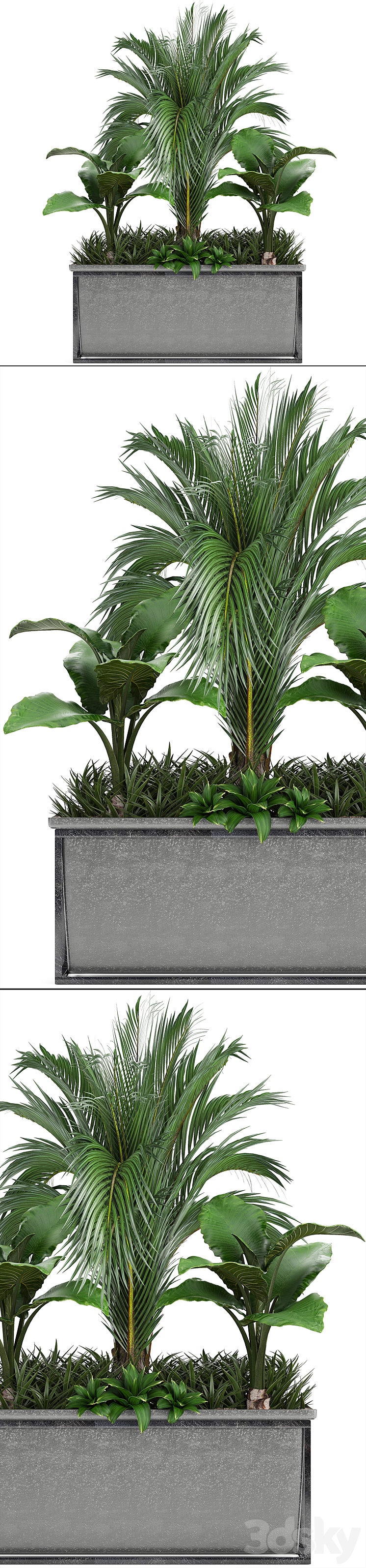 Plant collection 245. Interior palm tree bushes thickets pot alocasia 3DS Max - thumbnail 2