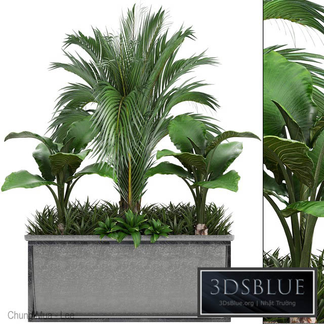 Plant collection 245. Interior palm tree bushes thickets pot alocasia 3DS Max - thumbnail 3