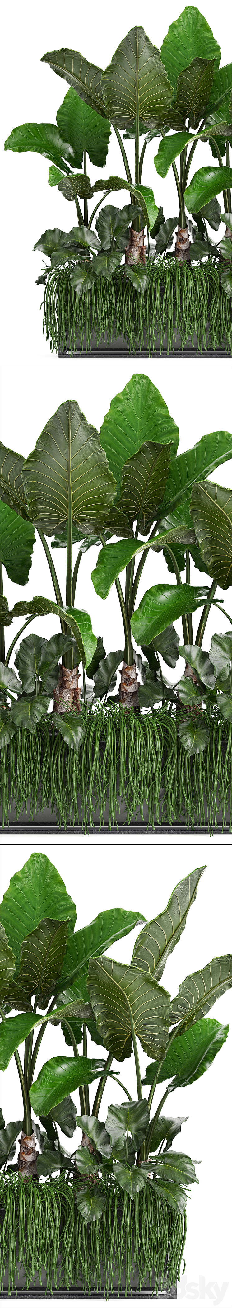 Plant collection 248. Tropical bushes alocasia bushes succulents pot flowerpot Rhipsalis flowerpot strelitzia jungle bushes 3DS Max - thumbnail 2