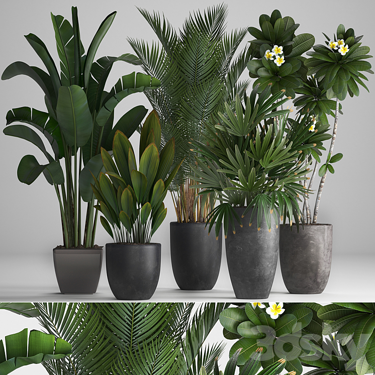 Plant Collection 256. strelitzia banana hovea plumeria black flowerpot palm tree indoor plants exotic office plants flower pot Rhapis 3DS Max - thumbnail 1