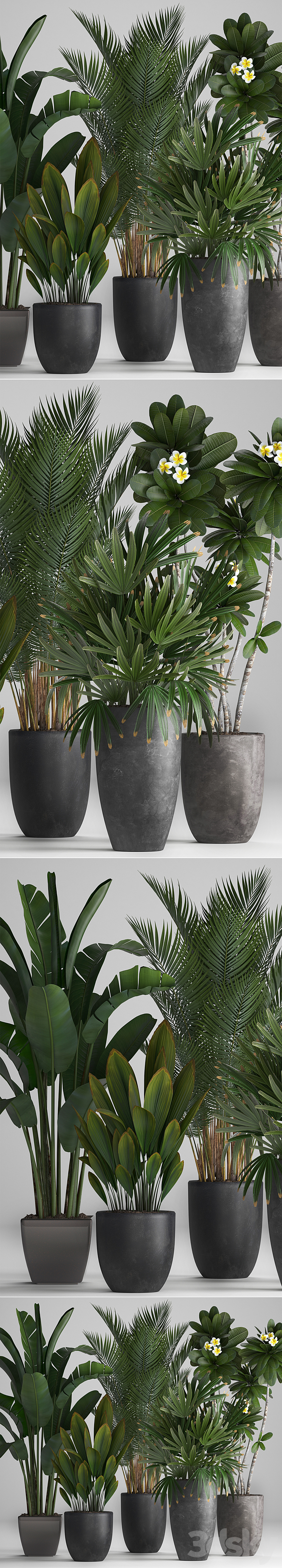 Plant Collection 256. strelitzia banana hovea plumeria black flowerpot palm tree indoor plants exotic office plants flower pot Rhapis 3DS Max - thumbnail 2