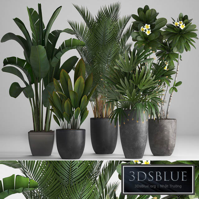 Plant Collection 256. strelitzia banana hovea plumeria black flowerpot palm tree indoor plants exotic office plants flower pot Rhapis 3DS Max - thumbnail 3