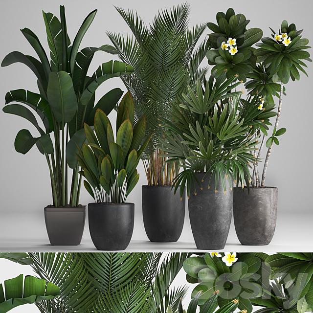 Plant Collection 256. strelitzia. banana. hovea. plumeria. black flowerpot. palm tree. indoor plants. exotic. office plants. flower. pot. Rhapis 3DSMax File - thumbnail 1