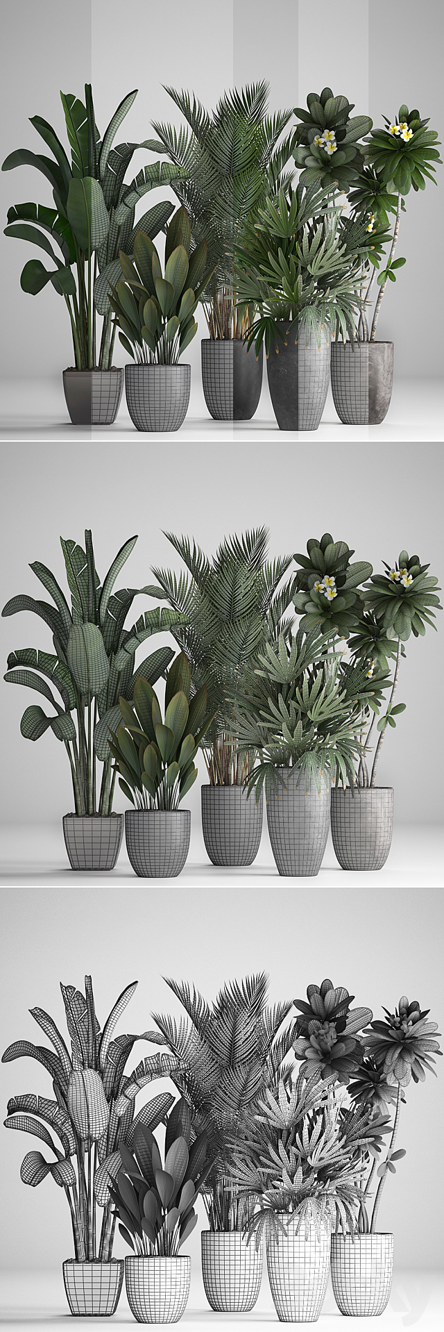 Plant Collection 256. strelitzia. banana. hovea. plumeria. black flowerpot. palm tree. indoor plants. exotic. office plants. flower. pot. Rhapis 3DSMax File - thumbnail 3