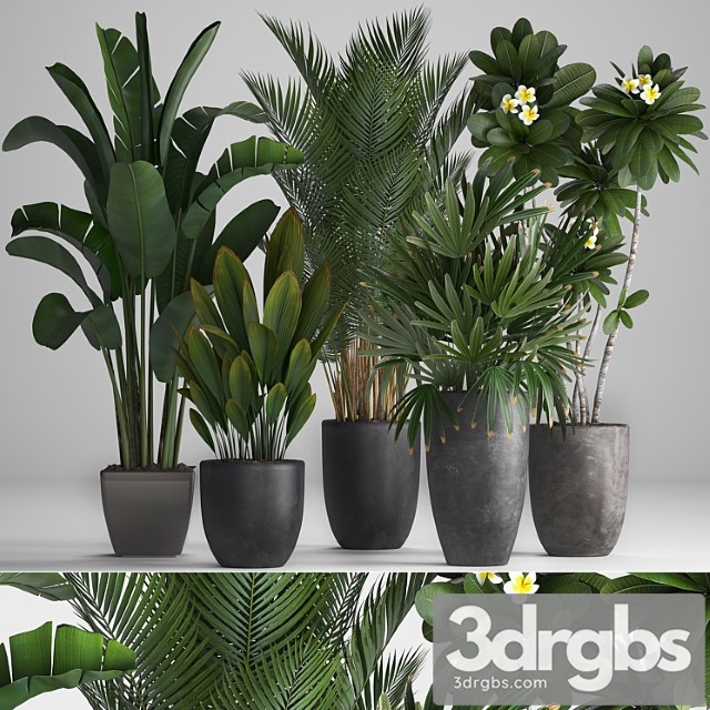 Plant collection 256. strelitzia, banana, hovea, plumeria, black flowerpot, palm tree, indoor plants, exotic, office plants, flower, pot, rhapis - thumbnail 1