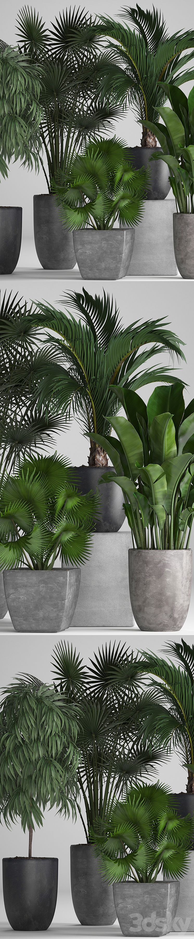 Plant collection 258. Banana fan palm Ficus flowerpot concrete pot flowerpot strelitzia Ficus Alii 3DS Max - thumbnail 2