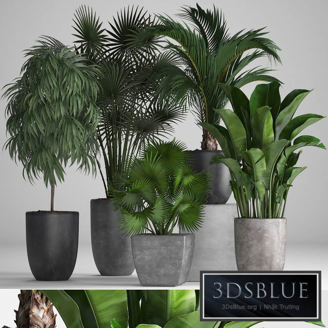 Plant collection 258. Banana fan palm Ficus flowerpot concrete pot flowerpot strelitzia Ficus Alii 3DS Max - thumbnail 3