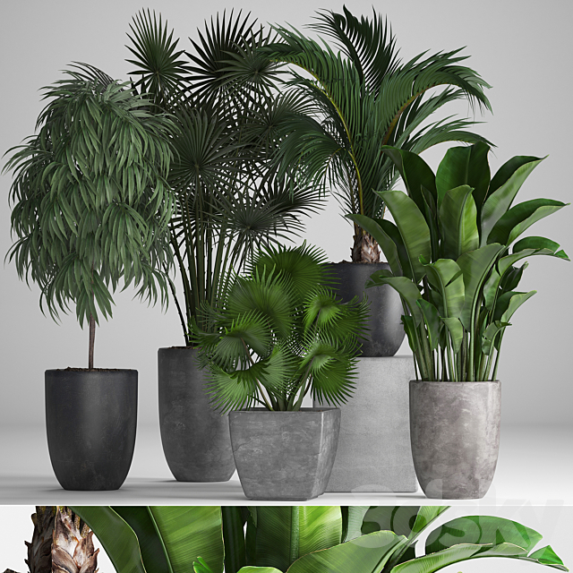 Plant collection 258. Banana fan palm Ficus flowerpot concrete pot flowerpot strelitzia Ficus Alii 3DS Max Model - thumbnail 1