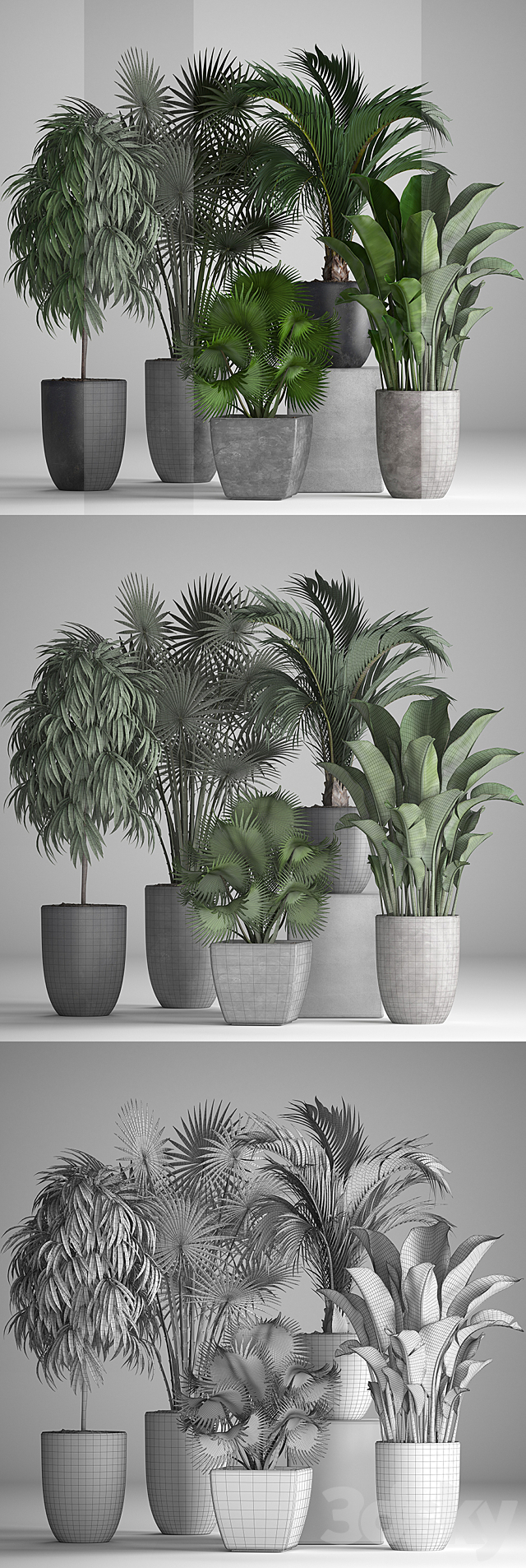 Plant collection 258. Banana fan palm Ficus flowerpot concrete pot flowerpot strelitzia Ficus Alii 3DS Max Model - thumbnail 3