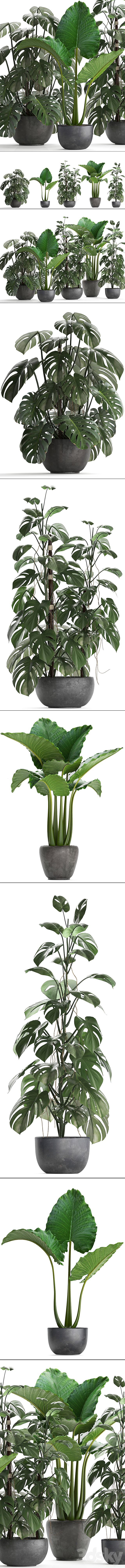 Plant collection 261. Monstera Alocasia flowerpot black pot loft industrial style bushes tropical exotic interior office flowers thickets 3DS Max Model - thumbnail 2