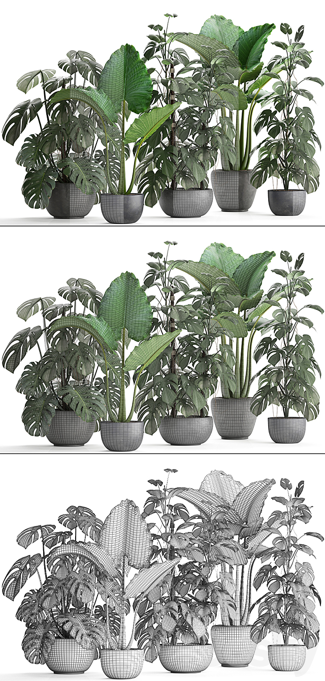 Plant collection 261. Monstera Alocasia flowerpot black pot loft industrial style bushes tropical exotic interior office flowers thickets 3DS Max Model - thumbnail 3