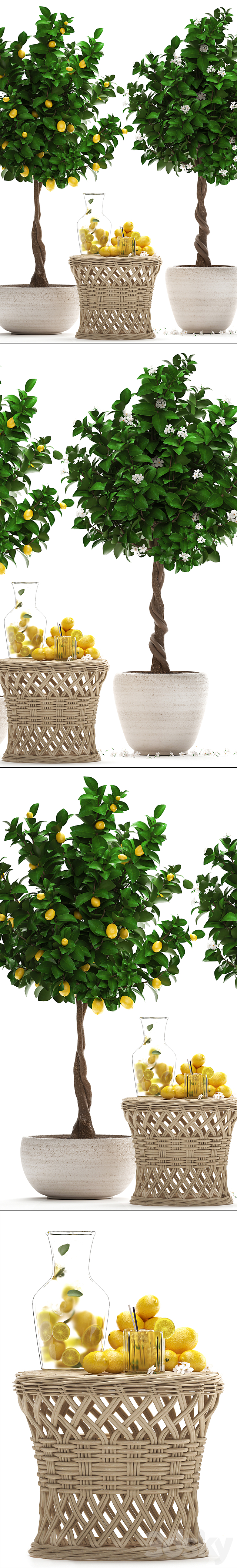 Plant Collection 265. Citrus limon Lemon tree rattan table flowering tree garden outdoor flowerpot lemonade fruit eco design nature decor 3DS Max Model - thumbnail 2