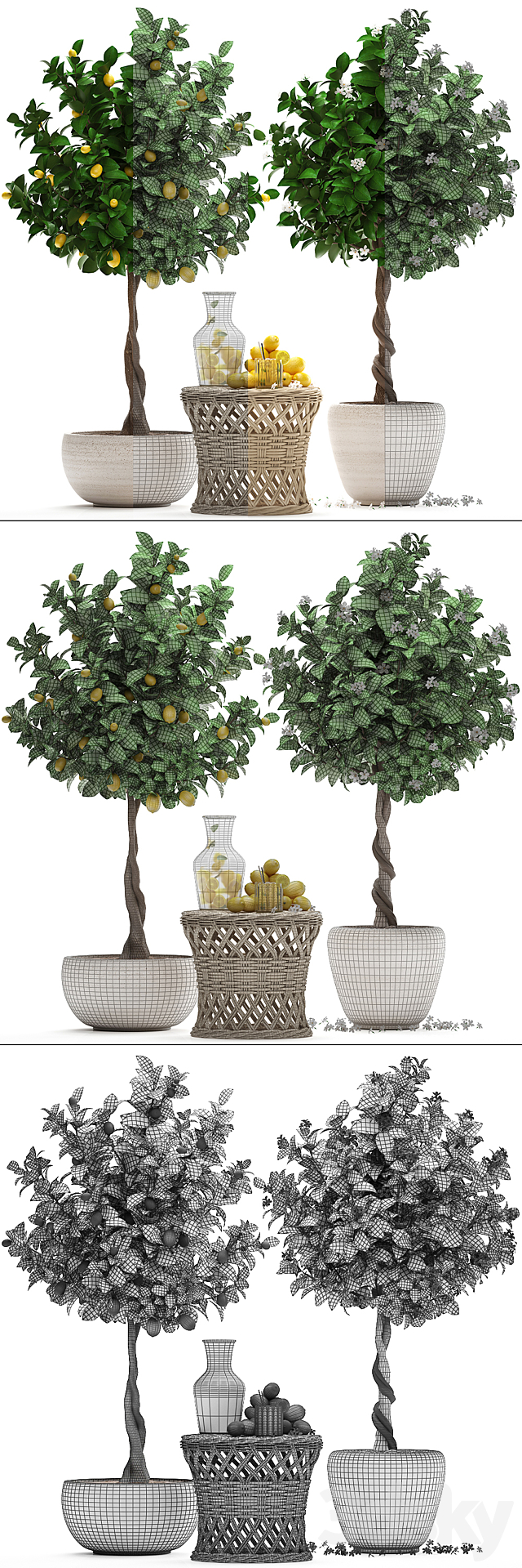 Plant Collection 265. Citrus limon Lemon tree rattan table flowering tree garden outdoor flowerpot lemonade fruit eco design nature decor 3DS Max Model - thumbnail 3