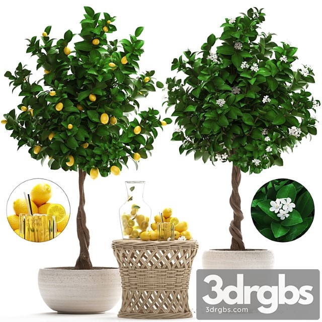 Plant collection 265. citrus limon, lemon tree, rattan table, flowering tree, garden, outdoor flowerpot, lemonade, fruit, eco design, nature decor - thumbnail 1