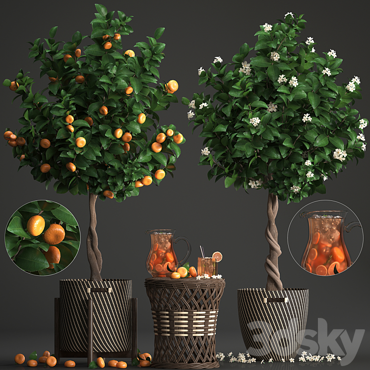 Plant collection 267. Citrus mandarin Flowering tree tangerine fruit rattan table basket Lemonade carafe cocktail outdoor landscaping natural decor eco lemonade 3DS Max - thumbnail 1