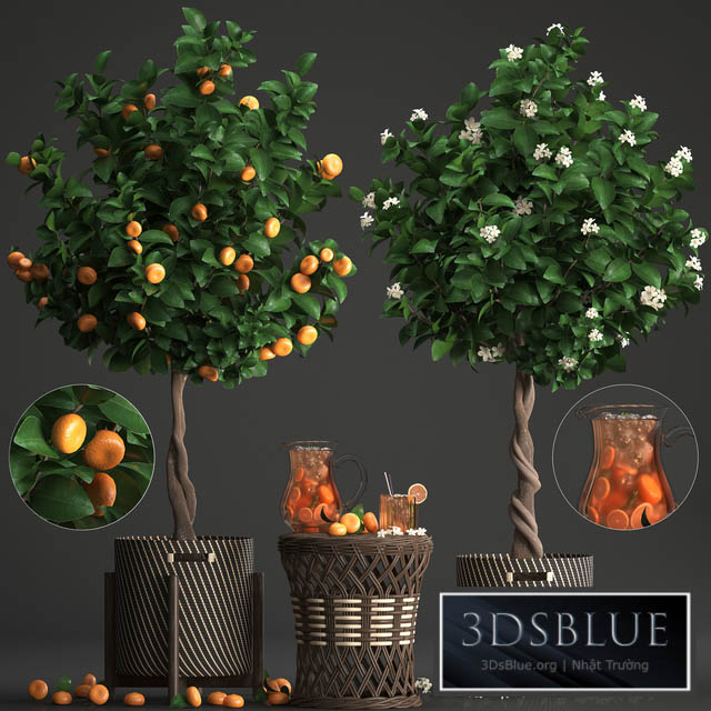 Plant collection 267. Citrus mandarin Flowering tree tangerine fruit rattan table basket Lemonade carafe cocktail outdoor landscaping natural decor eco lemonade 3DS Max - thumbnail 3