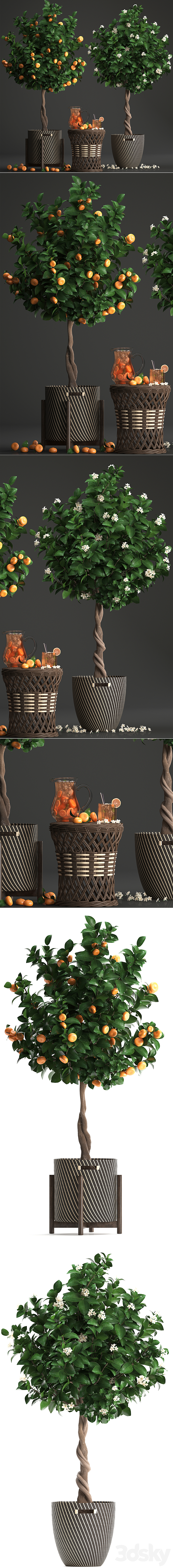 Plant collection 267. Citrus mandarin Flowering tree tangerine fruit rattan table basket Lemonade carafe cocktail outdoor landscaping natural decor eco lemonade 3DS Max - thumbnail 2