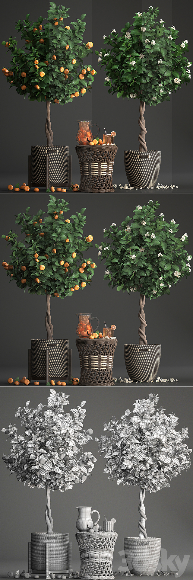 Plant collection 267. Citrus mandarin. Flowering tree. tangerine. fruit. rattan table. basket. Lemonade. carafe. cocktail. outdoor. landscaping. natural decor. eco. lemonade 3DSMax File - thumbnail 3