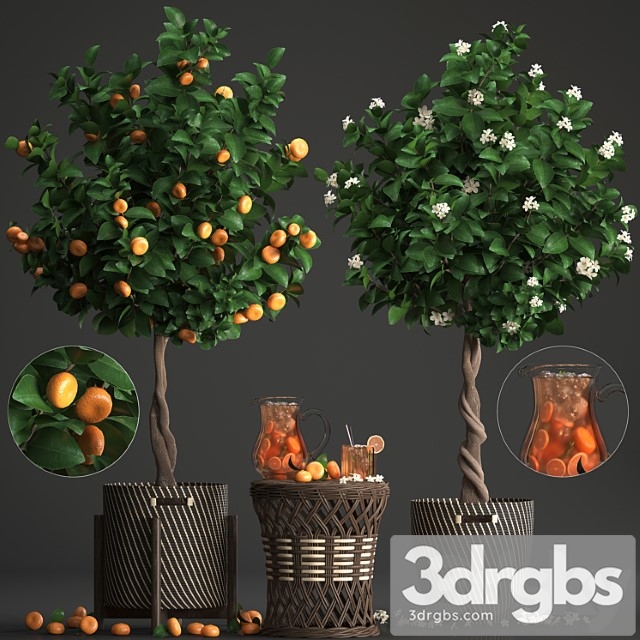 Plant collection 267. citrus mandarin, flowering tree, tangerine, fruit, rattan table, basket, lemonade, carafe, cocktail, outdoor, landscaping, natural decor, eco, lemonade - thumbnail 1