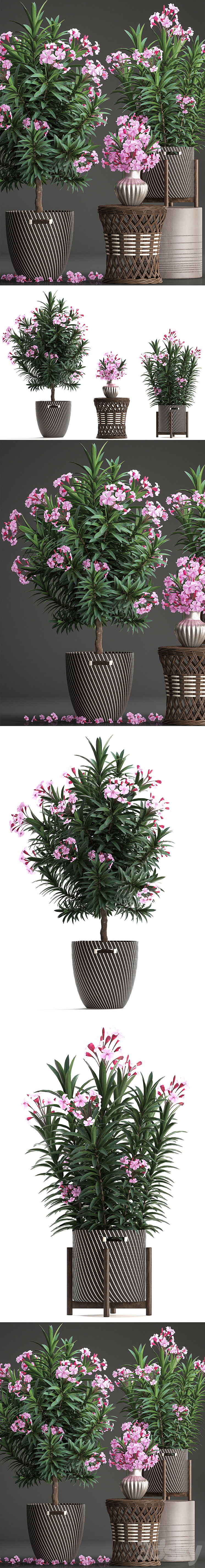 Plant collection 268. Oleander tree bush basket rattan table flower bouquet outdoor flowerpot landscaping garden flowering tree 3DS Max - thumbnail 2