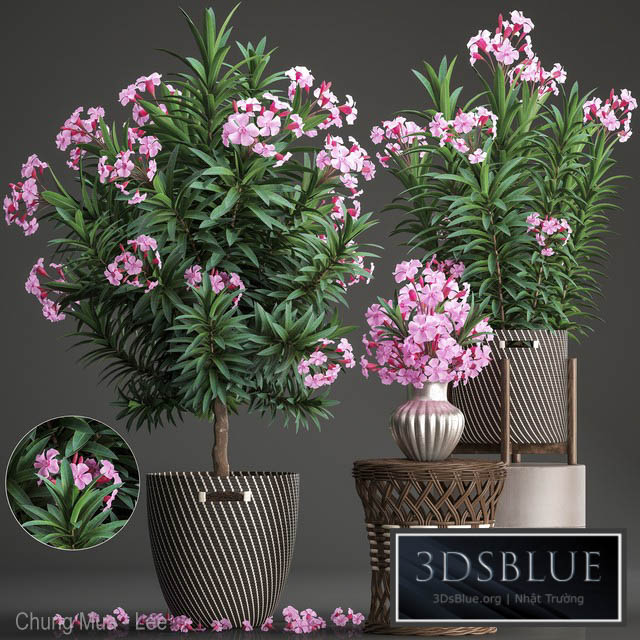 Plant collection 268. Oleander tree bush basket rattan table flower bouquet outdoor flowerpot landscaping garden flowering tree 3DS Max - thumbnail 3