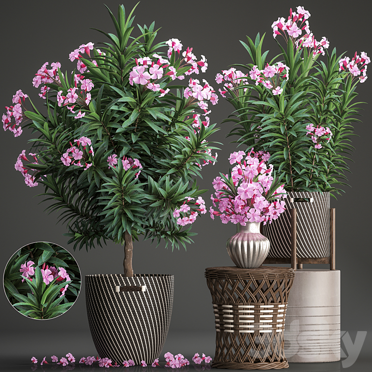 Plant collection 268. Oleander tree bush basket rattan table flower bouquet outdoor flowerpot landscaping garden flowering tree 3DS Max - thumbnail 1