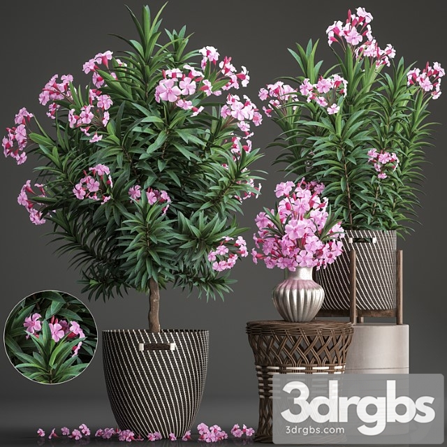 Plant collection 268. oleander, tree, bush, basket, rattan table, flower bouquet, outdoor flowerpot, landscaping, garden, flowering tree - thumbnail 1