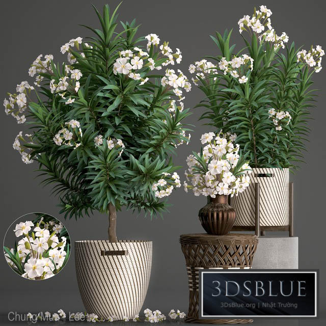 Plant collection 269. Nerium oleander Oleander white basket flowering tree white flowers rattan table outdoor garden park landscape design eco 3DS Max - thumbnail 3