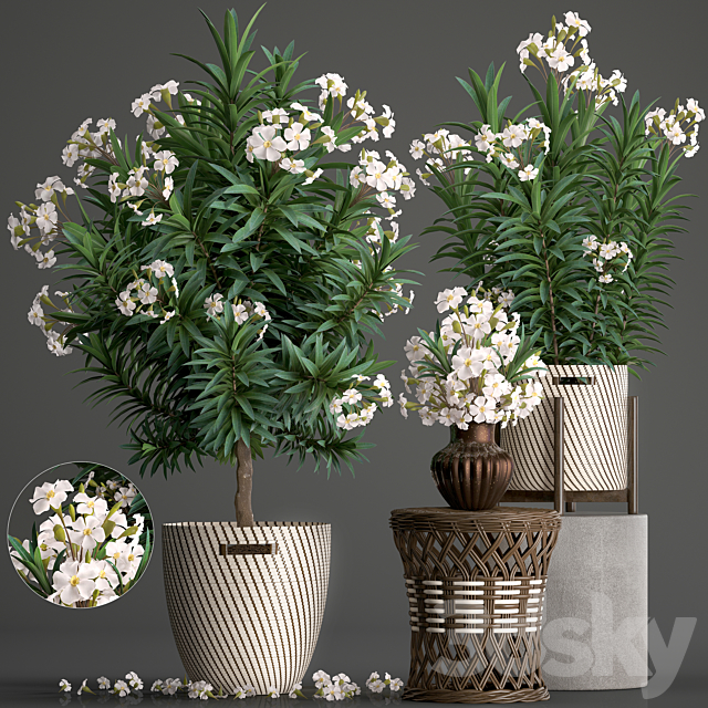 Plant collection 269. Nerium oleander. Oleander. white basket. flowering tree. white flowers. rattan table. outdoor. garden. park. landscape design. eco 3DSMax File - thumbnail 1