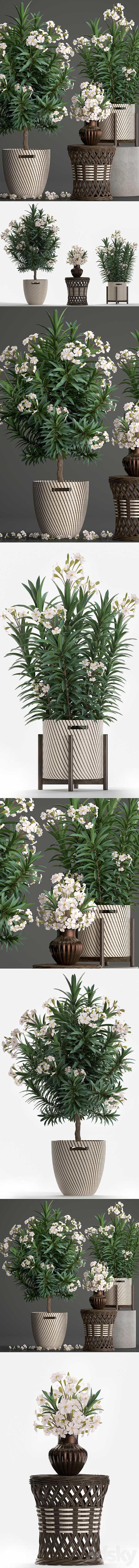 Plant collection 269. Nerium oleander. Oleander. white basket. flowering tree. white flowers. rattan table. outdoor. garden. park. landscape design. eco 3DSMax File - thumbnail 2