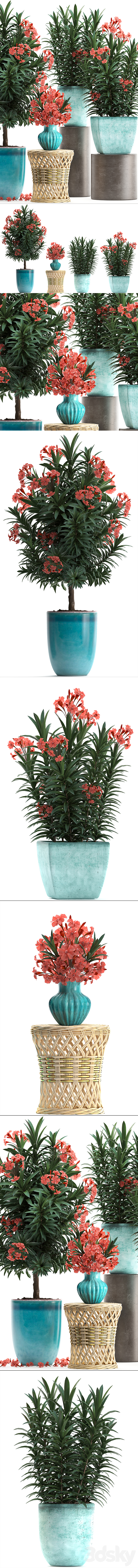 Plant Collection 270. Nerium oleander flowering tree pot flowerpot bush bouquet indoor plants garden plants landscaping for the park garden 3DS Max Model - thumbnail 2