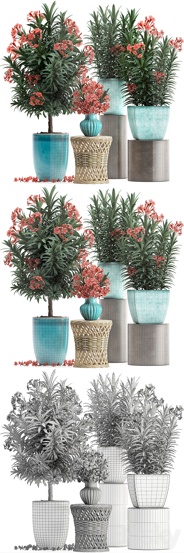 Plant Collection 270. Nerium oleander flowering tree pot flowerpot bush bouquet indoor plants garden plants landscaping for the park garden 3DS Max Model - thumbnail 3