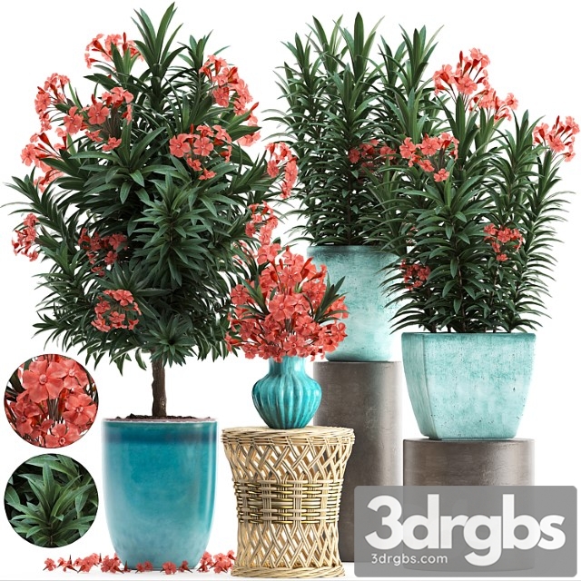 Plant collection 270. nerium oleander, flowering tree, pot, flowerpot, bush, bouquet, indoor plants, garden plants, landscaping, for the park, garden - thumbnail 1