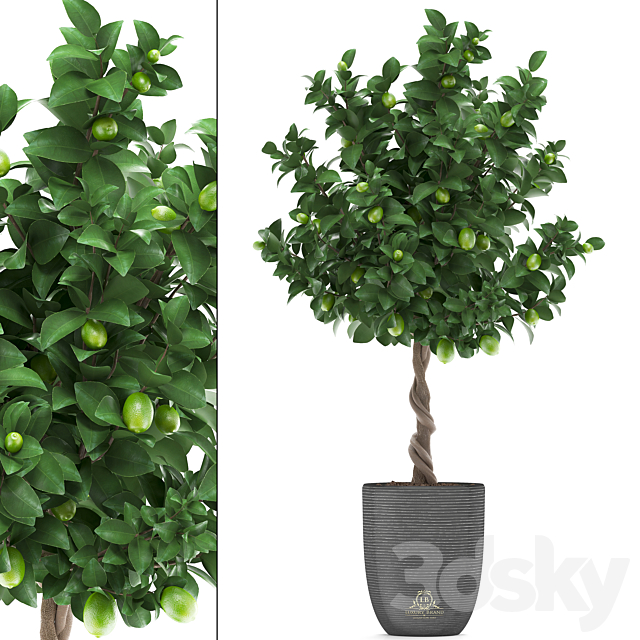 Plant collection 273. Citrus lime. Lemon tree. citrus. fruit tree. flowerpot. pot. outdoor. garden. park. landscaping. eco 3DSMax File - thumbnail 1