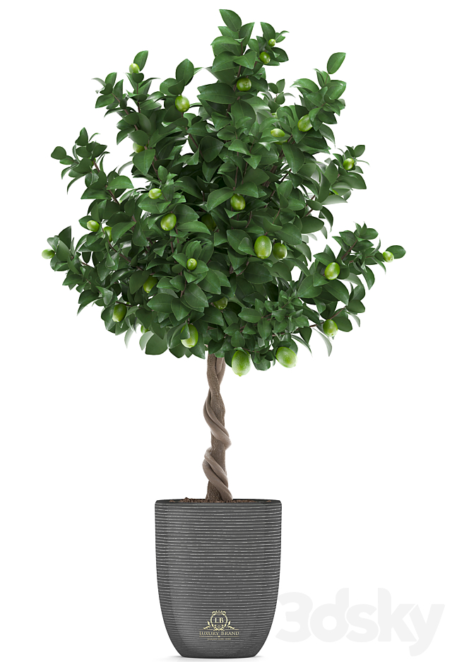 Plant collection 273. Citrus lime. Lemon tree. citrus. fruit tree. flowerpot. pot. outdoor. garden. park. landscaping. eco 3DSMax File - thumbnail 2